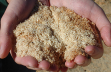 Sawdust Close-up