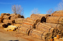 Lodgepole Pine Coyote Latillas
