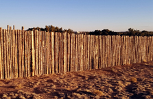 Lodgepole Pine Coyote Fencing