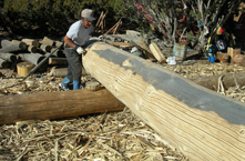 Hand Peeled Vigas 01